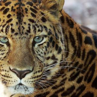 Green Eyes Leopard