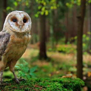 Un prim-plan al feței emblematice a unei bufnițe de hambar