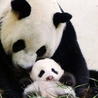 Mama si puiul panda