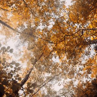 fall iphone wallpaper