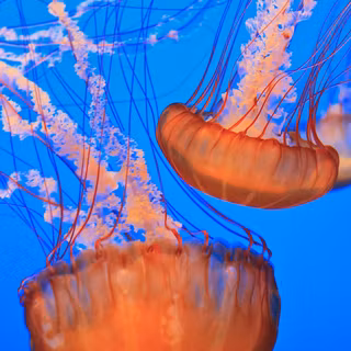 Jellyfish 1