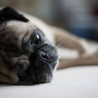 Pug Lying On The Floor