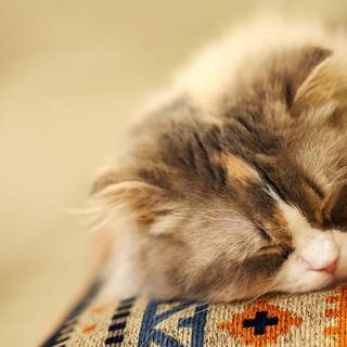 Fluffy cat sleeping