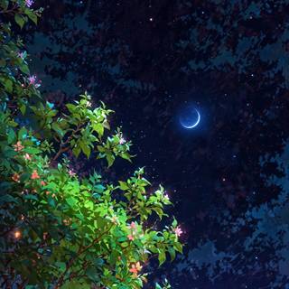 High-Quality Mobile & Desktop Wallpapers