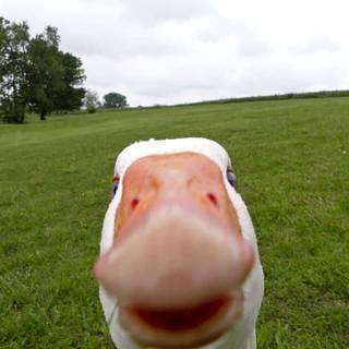 I love geese