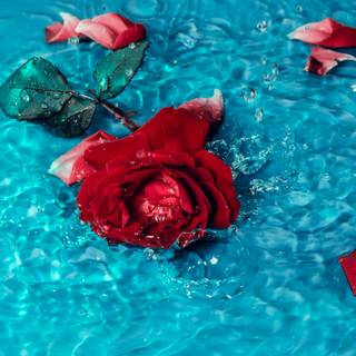 Red Rose in water