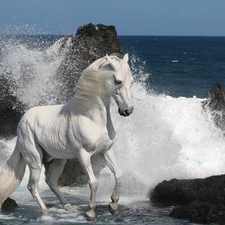 White Horse On Sea Side Water Waves