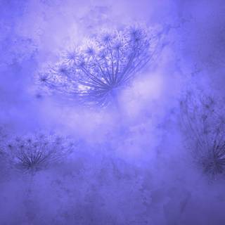 Beautiful Abstract Background With A Closeup Of Dandelion Seeds In Violet Color