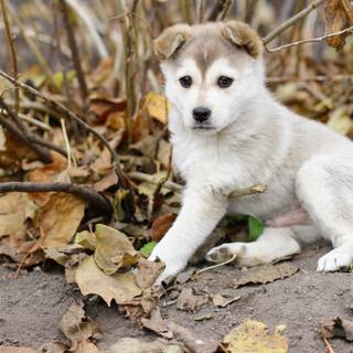 Siberian Husky puppy