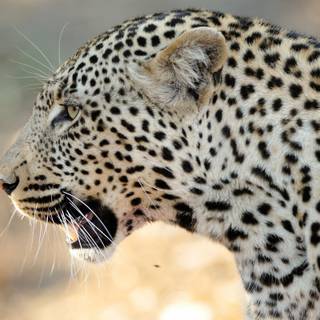 Leopard - Kruger 
