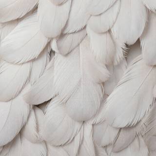 White Feathers Texture