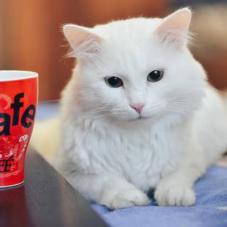 cute kitten sits safe coffee cup