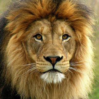 The Heart of the Lion