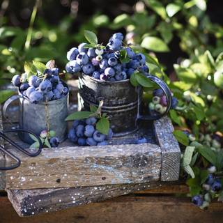 Still Life Berry Fruit Food Blueberry