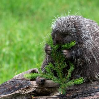 baby porcupine canada