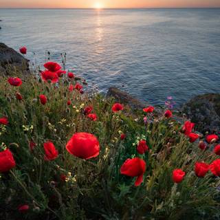 Sunset serenity red poppies blooming along the ocean coastline