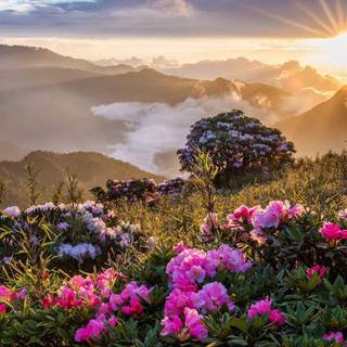 Sunrise hillside flowers natural sunshine
