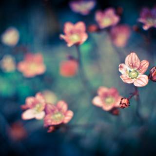 Pure Little Flower Bloomy Field Blurry