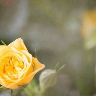 Trandafir Pomisor Landora Giallo