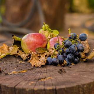 Autumn Fruits