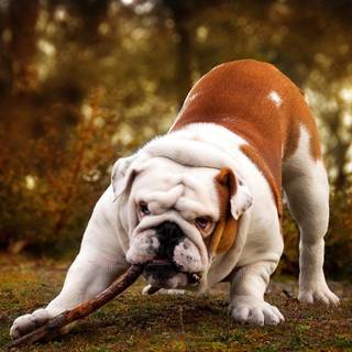  white english bulldog