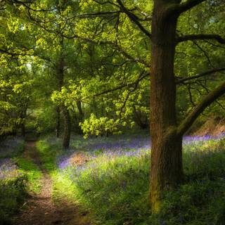 Spring Forest Flowers Beside The Path