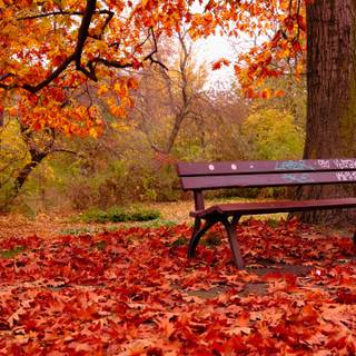 Bench In Autumn