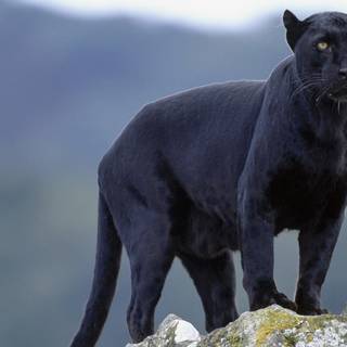 Panther