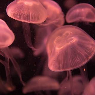 ･ ⟢ ⋮ red wallpaper jellyfish ゛༝.