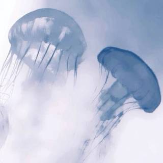 ･ ⟢ ⋮ blue icon cutecore  ゛༝.