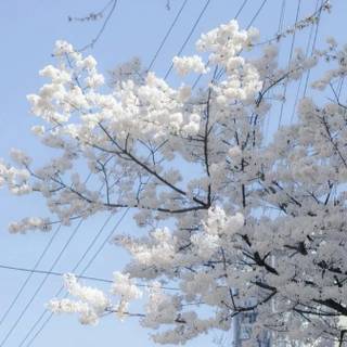 ･ ⟢ ⋮ blue icon cutecore  ゛༝.