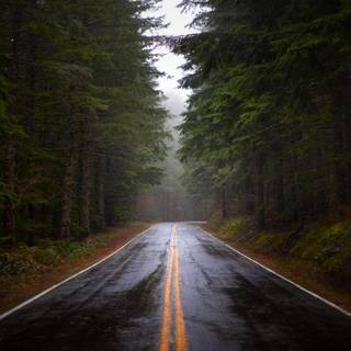 Rainy Road