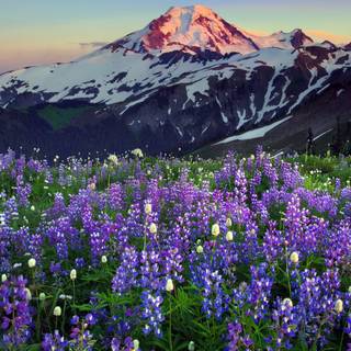 Mountain wildflowers