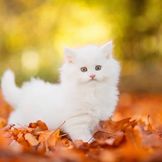 Persian Cat