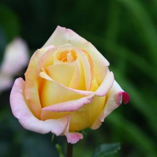 Trandafir Floribunda Pink