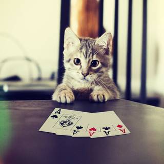  Dropship Cat Playing Poker Cards