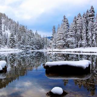 Copaci acoperiți de zăpadă și lac în timpul zilei 