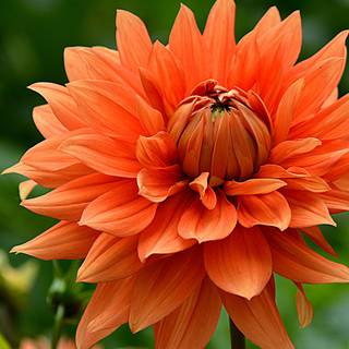 Tapet Dalie portocalie cu muguri