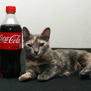 Coca Cola