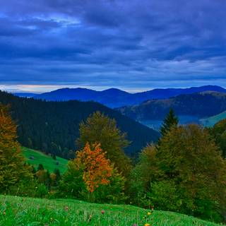  apus de soare în pădure