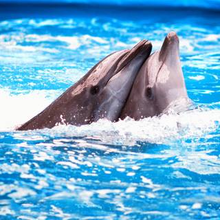 Dolphin Delight - Companioni vibranți ai oceanului