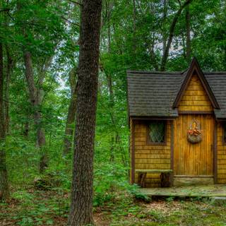 Green Tree Forest Man Made Cabin