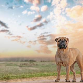 The Bullmastiff is a good-natured
