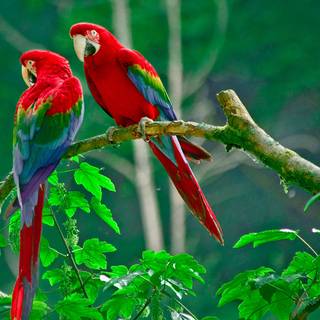Two Red Parrots