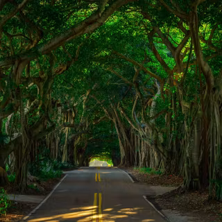 Tree Tunnel