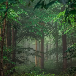 Forest After Rain