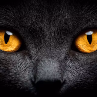 Black Cat Eyes