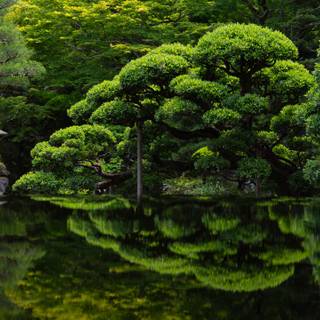 Traditional Japanese Garden