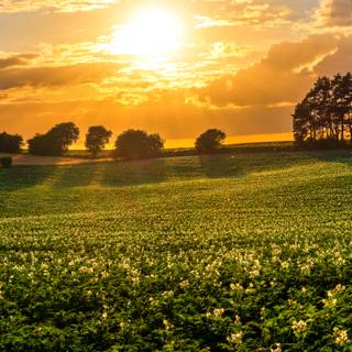 A Scenic Landscape Of Potato Fields At Sunset