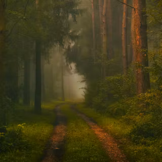 Mysterious Forest
